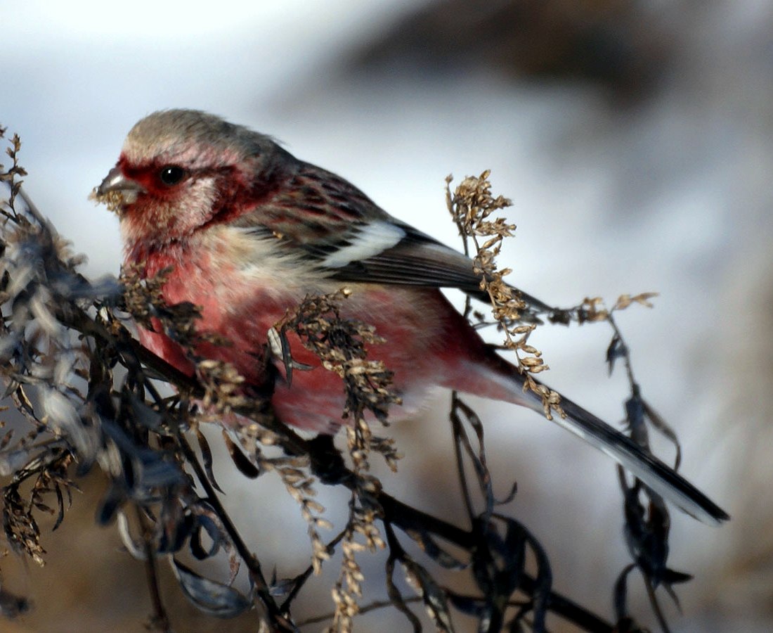 Long-tailed rosefinch