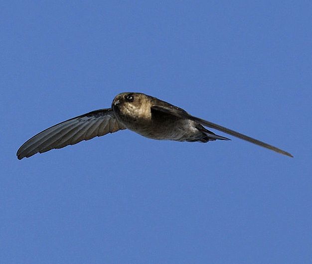 Mascarene swiftlet