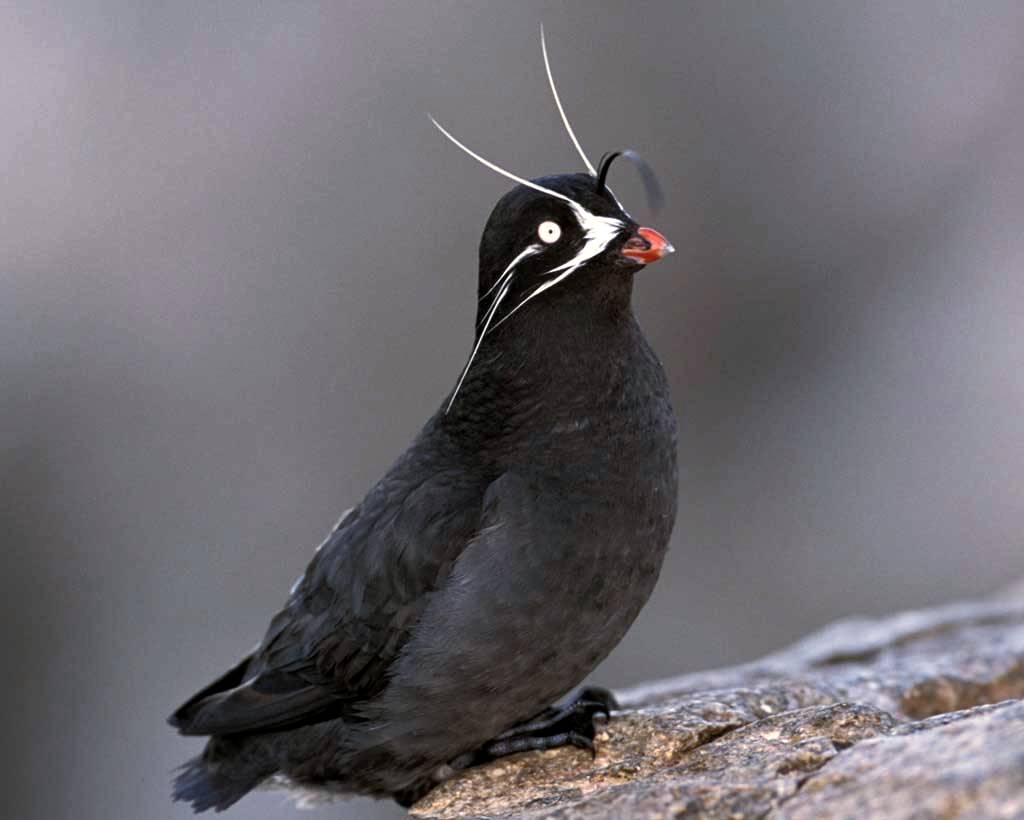 Whiskered auklet