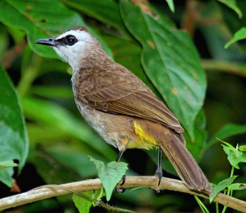 Yellow-vented bulbul