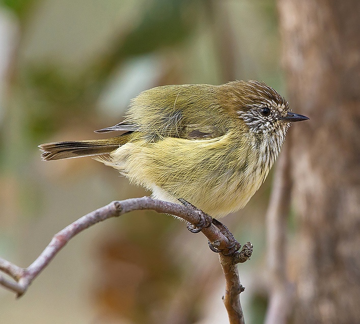 Striated thornbill