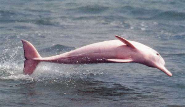 Màu hồng Dolphin động vật của rừng mưa nhiệt đới Màu hồng Dolphin động vật của rừng mưa nhiệt đới