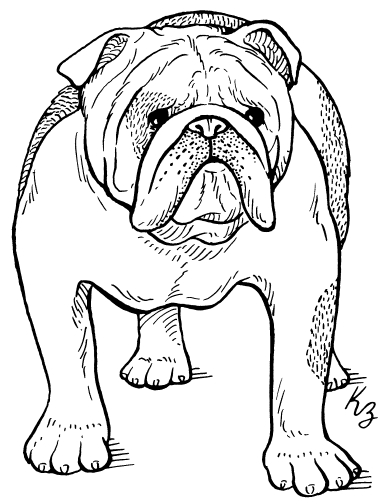 Bulldog: A Tough Name for a Big Softy