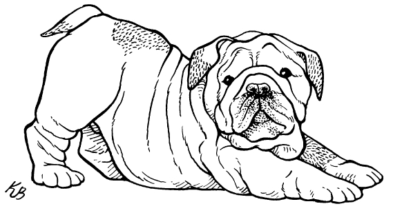 Finding the Best Bulldog for You