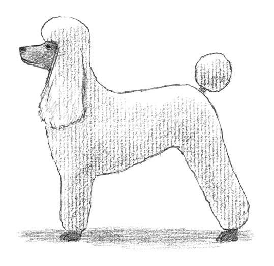 Poodles: A Breed Apart