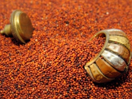 Hạt kê giúp trẻ tăng cân nhanh chóng Hạt kê giúp trẻ tăng cân nhanh chóng