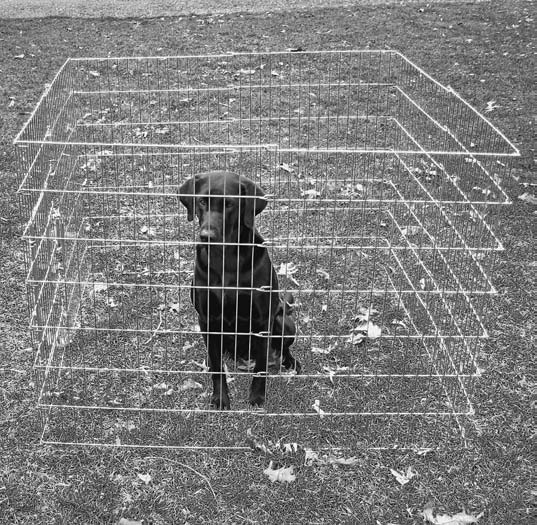 Housetraining