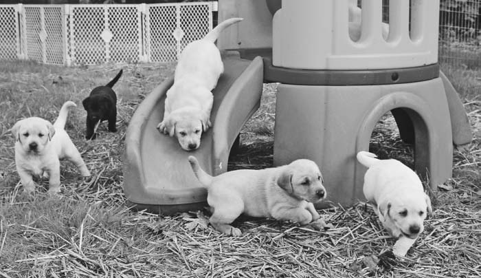 Surviving the Puppy Period
