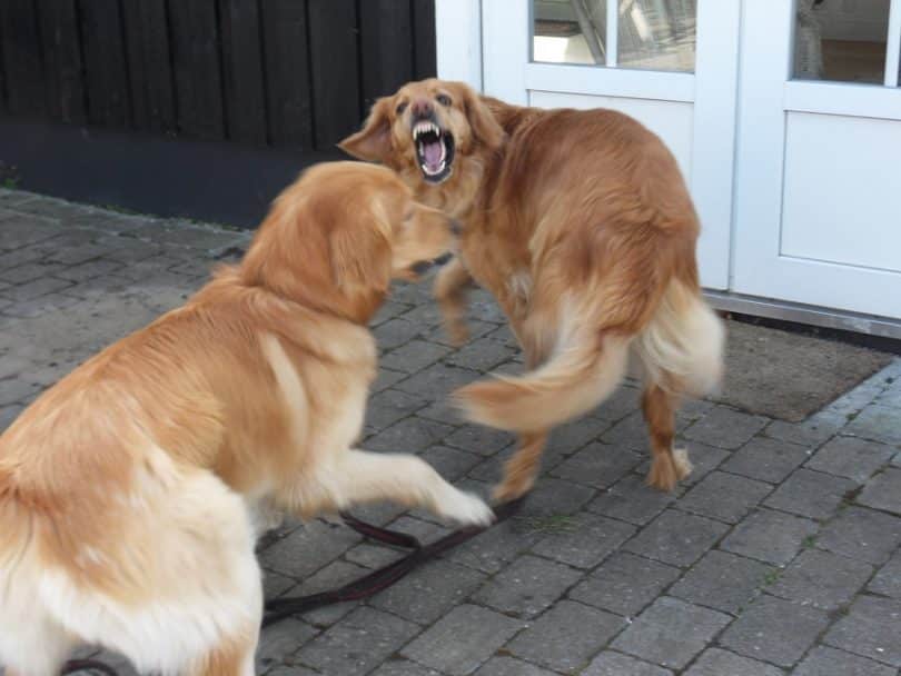 Dealing with Aggression