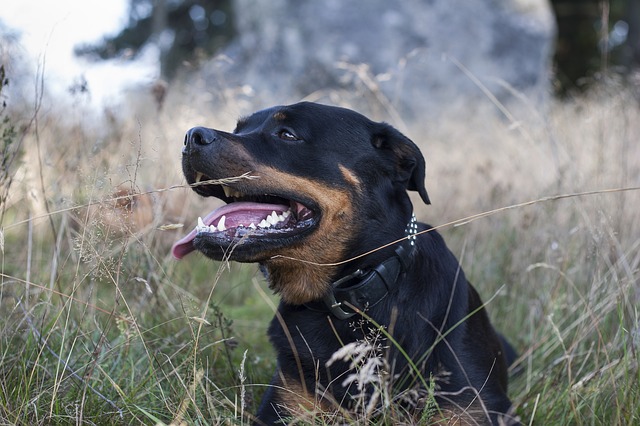 Giới thiệu về giống chó Rottweiler Giới thiệu về giống chó Rottweiler