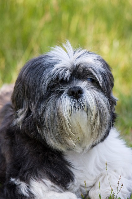 Giới thiệu loài chó Shih Tzu Giới thiệu loài chó Shih Tzu