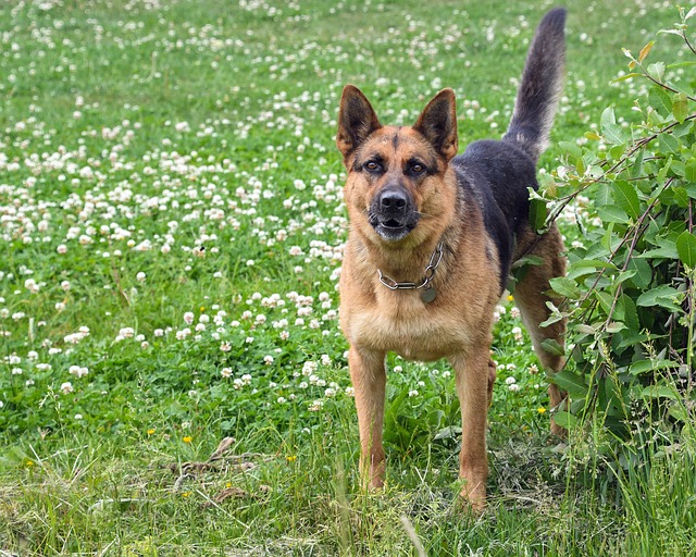 Chó chăn cừu Đức Chó chăn cừu Đức