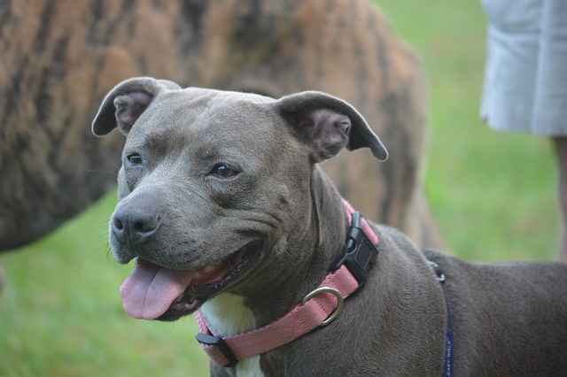 Tính cách của một Pit Bull Dog Breeds Tính cách của một Pit Bull Dog Breeds