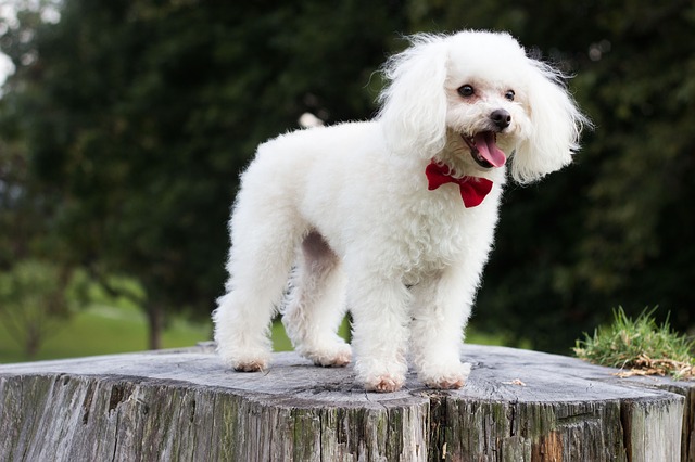 Giới thiệu chó săn vịt poodle Giới thiệu chó săn vịt poodle