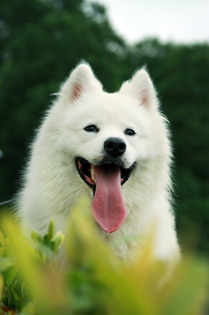 Giới thiệu loài chó Samoyed Giới thiệu loài chó Samoyed