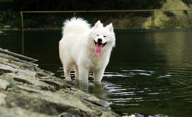 Giới thiệu loài chó Samoyed Giới thiệu loài chó Samoyed
