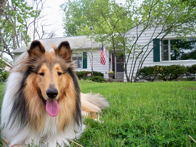 Rough Collie Rough Collie