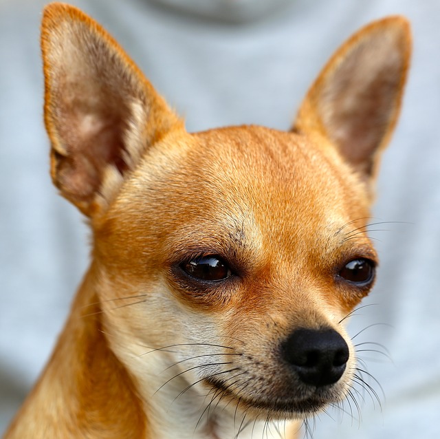 Chihuahua Chihuahua