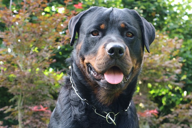 Rottweiler - con chó của tôi nói gì về tôi? Rottweiler - con chó của tôi nói gì về tôi?
