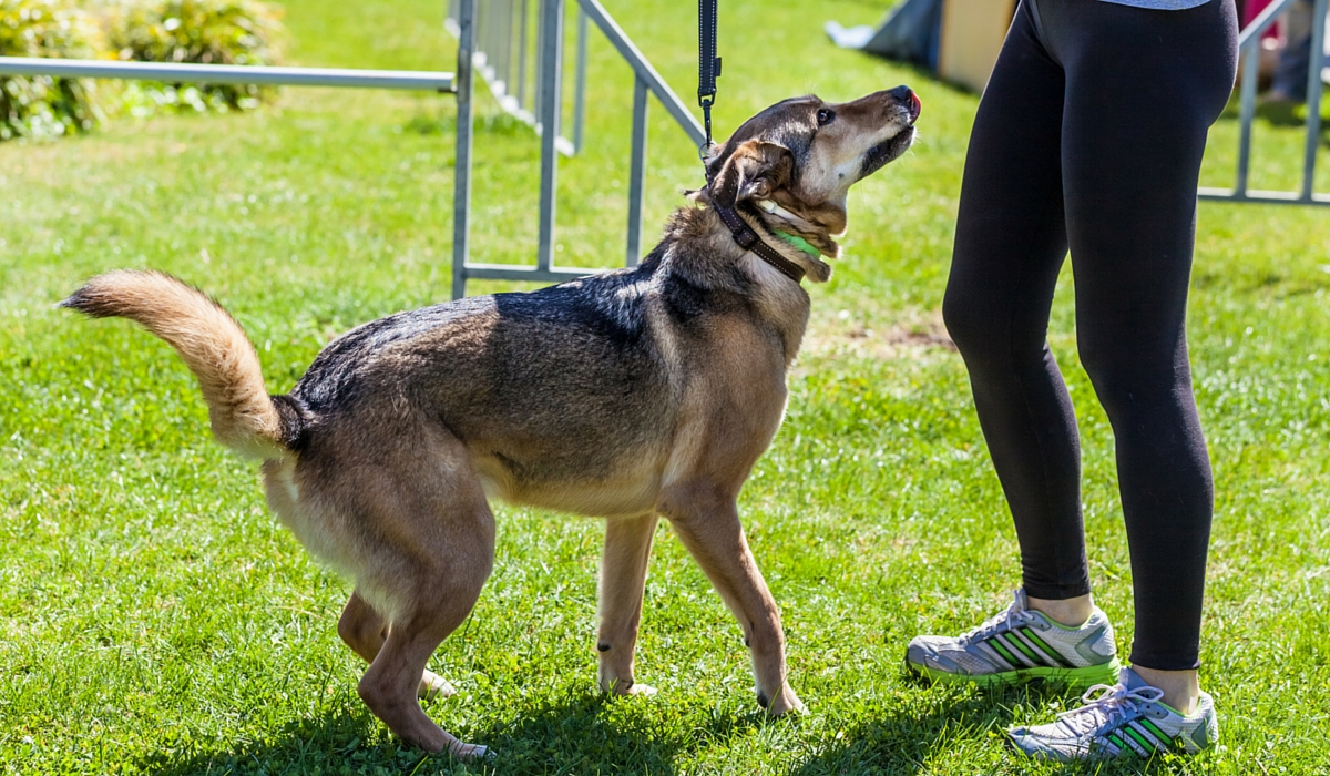 Tackling Mixed-Breed Training Challenges