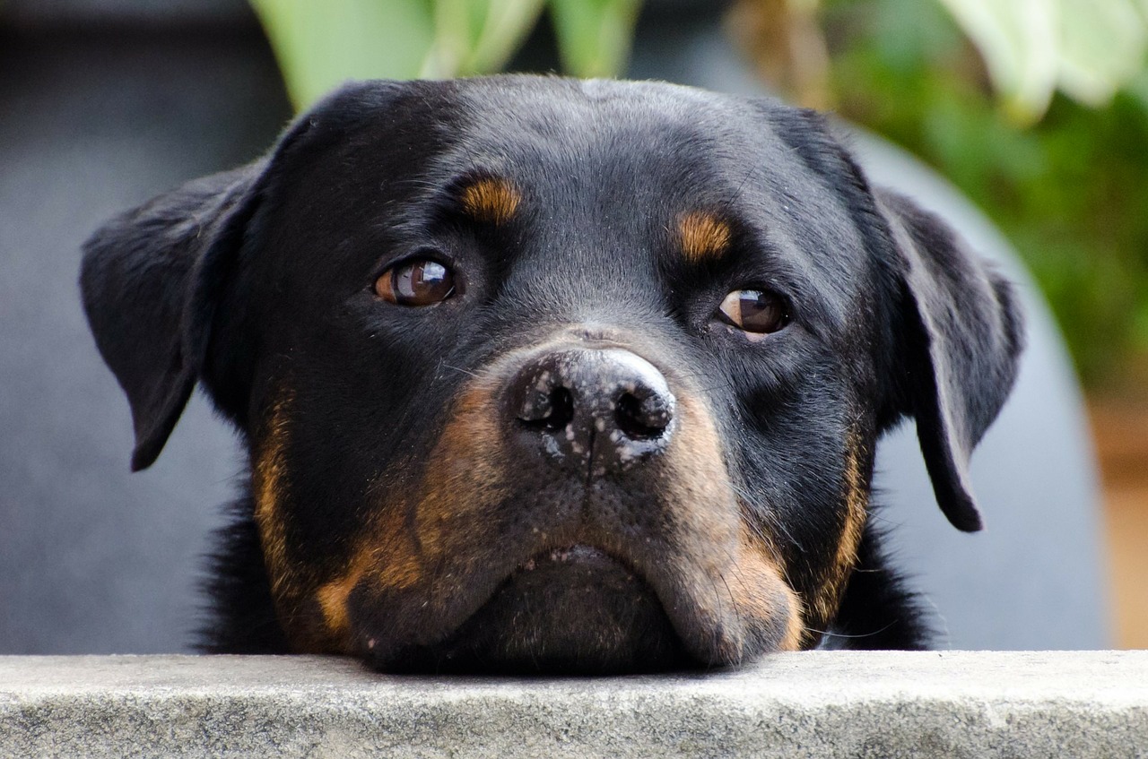 Hình ảnh những chú chó Rottweiler cực đẹp