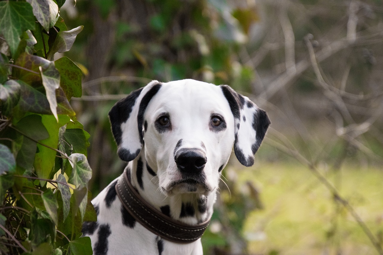 Chọn đúng Dog cho Bạn Chọn đúng Dog cho Bạn