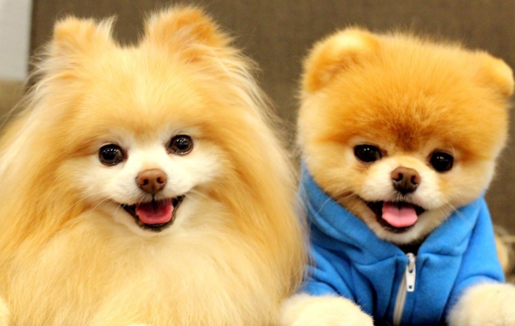 Ten Fun Facts about Poms