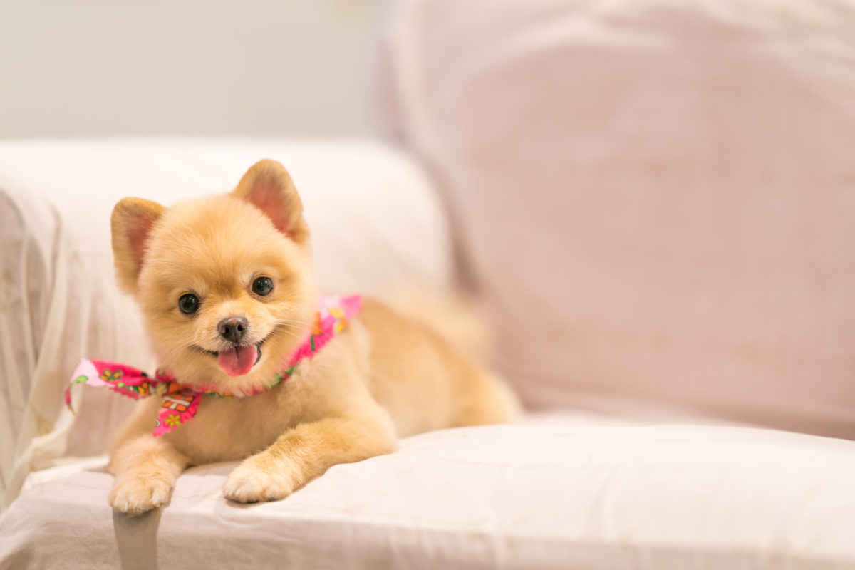 Dealing with Doggy Delinquents