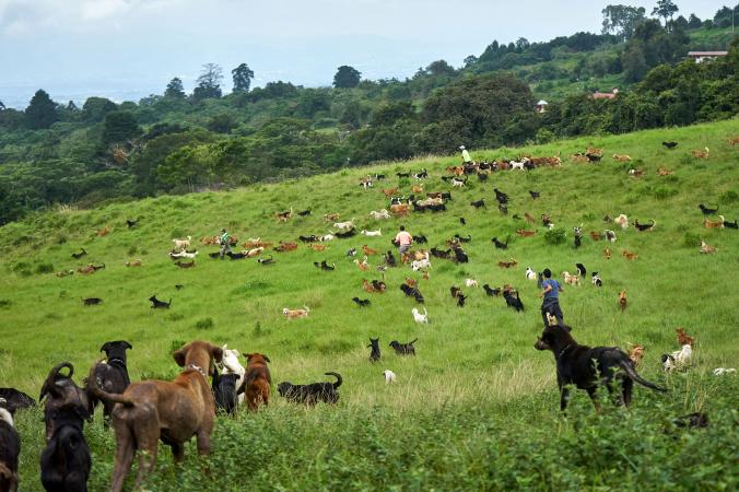 Chào mừng bạn đến với đất của một ngàn con chó đi lạc Chào mừng bạn đến với đất của một ngàn con chó đi lạc