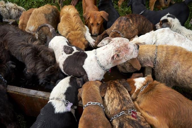 Chào mừng bạn đến với đất của một ngàn con chó đi lạc Chào mừng bạn đến với đất của một ngàn con chó đi lạc