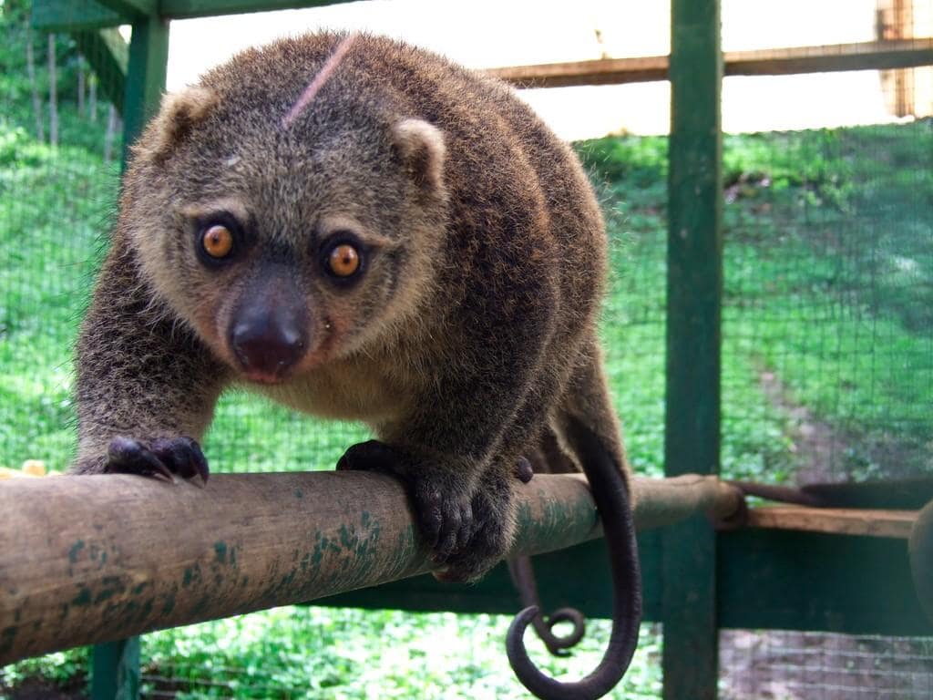 4 | Cười khúc khích gấu 4 | Cười khúc khích gấu