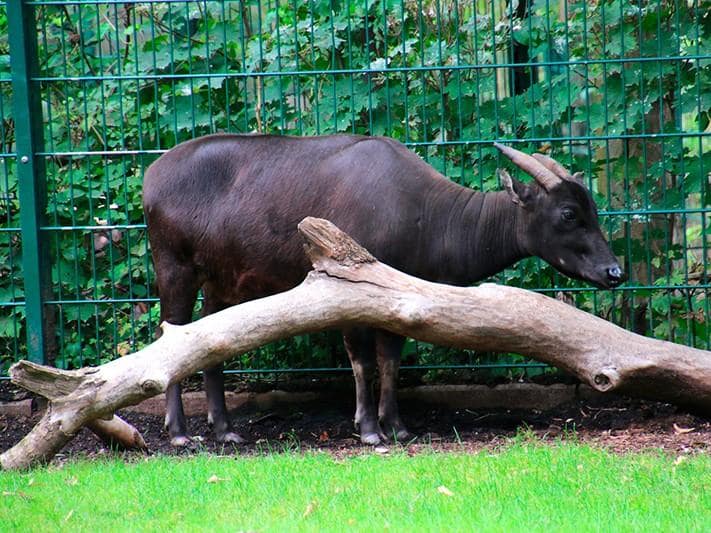 1 | Anoa 1 | Anoa