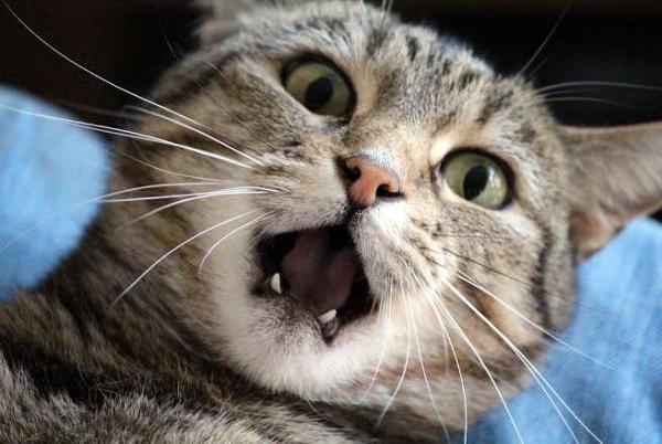 Động vật hài hước có thể cười