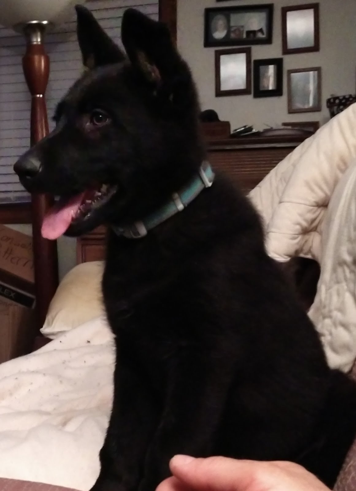 Hình ảnh những chú chó cún siêu đáng yêu dễ thương nhất nè Hình ảnh những chú chó cún siêu đáng yêu dễ thương nhất nè