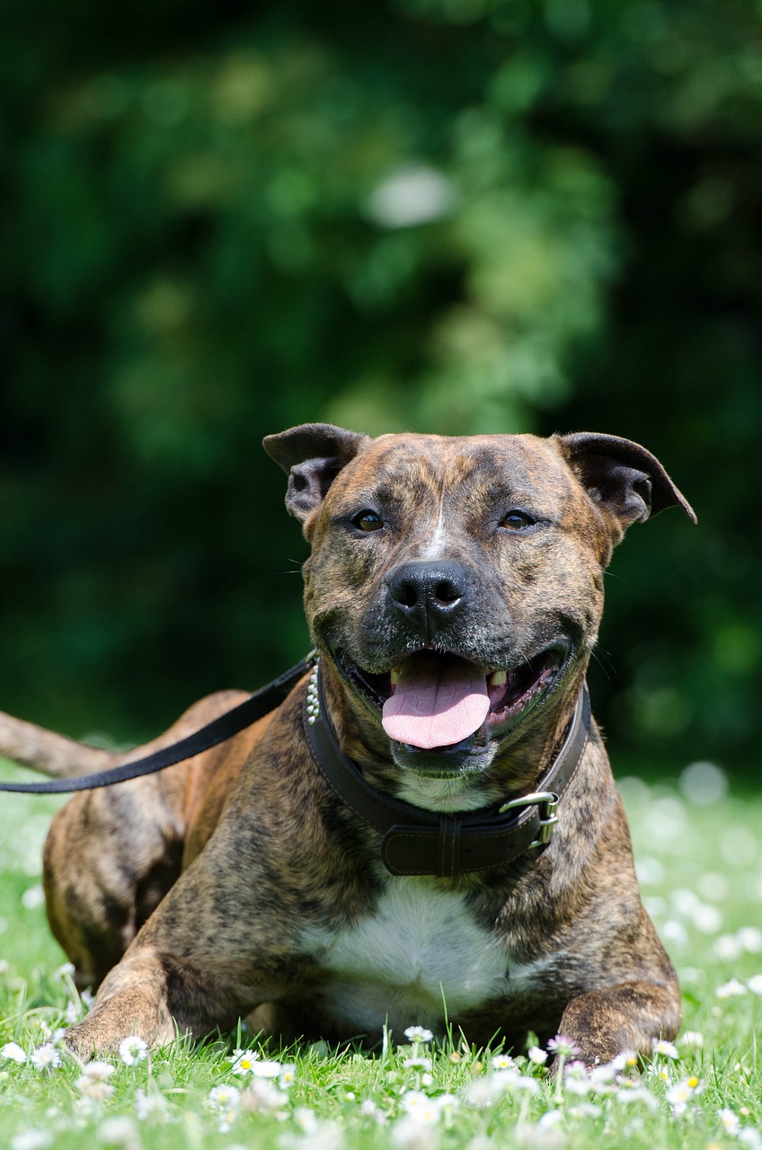 Hình ảnh những chú cún chó Pit Bull Hình ảnh những chú cún chó Pit Bull