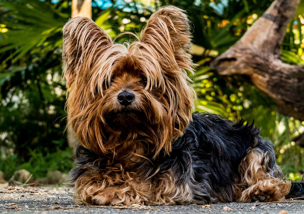 Chăm sóc cho Yorkshire Terrier - Những điều bạn nên biết Chăm sóc cho Yorkshire Terrier - Những điều bạn nên biết