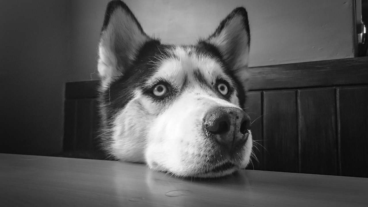 Những hình ảnh Chó Husky Sibir