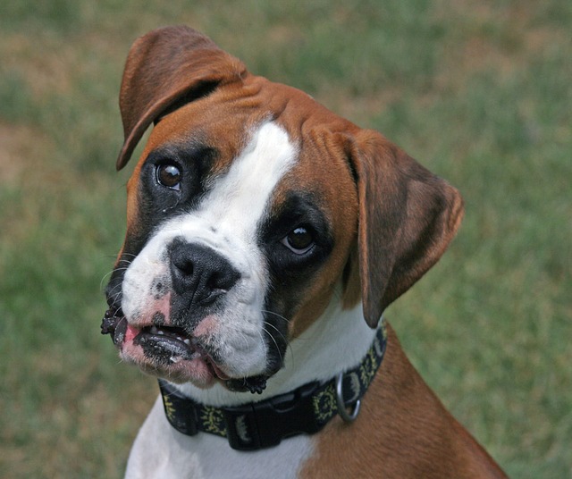 Boxer Boxer