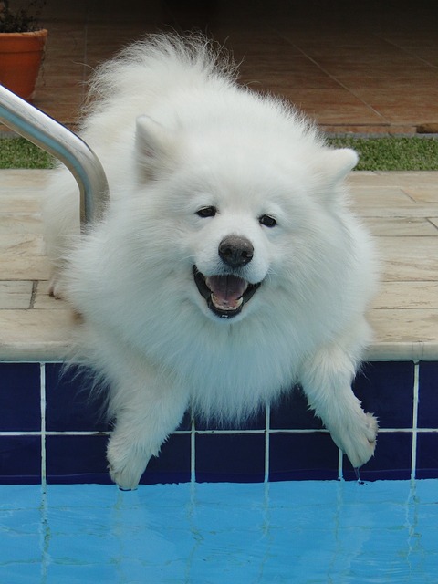 Samoyed ($ 4,000- $ 10,000) Samoyed ($ 4,000- $ 10,000)