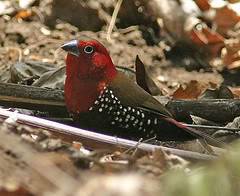 CHIM BẠCH ĐIỂM (Hypargos Niveiguttatus)