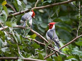 CHIM CHÓP ĐỎ (Paroaria Coronata )