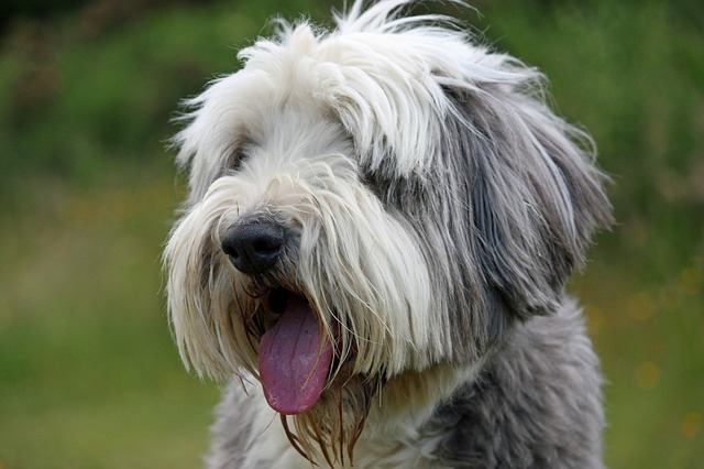 Bearded Collie Bearded Collie