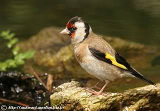 CHIM SẮC CÁNH VÀNG ( Carduelis Carduelis )