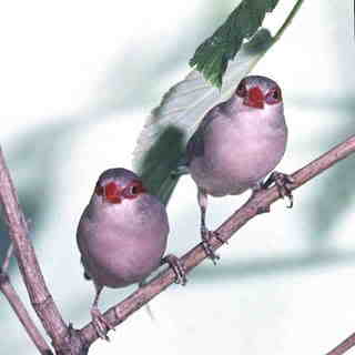 CHIM SAN HÔ ( Estrilda Troglodytes )