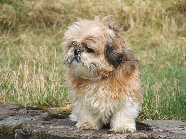 Shih Tzu Shih Tzu