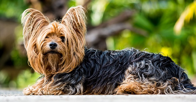 Yorkshire Terrier Yorkshire Terrier