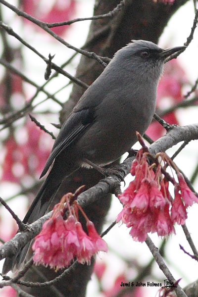 Chim Tứ Sắc (Heterophasia annectens)