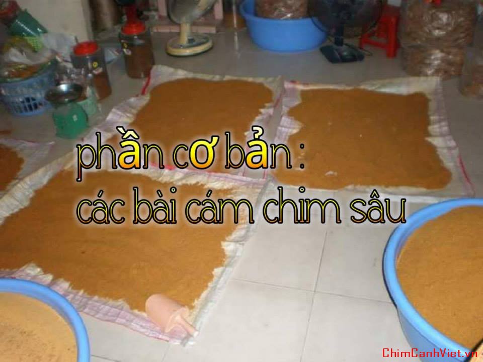 Những công thức cám dành cho chim sâu đầu đỏ