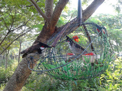 Kỹ thuật bẫy chim chào mào hiệu quả