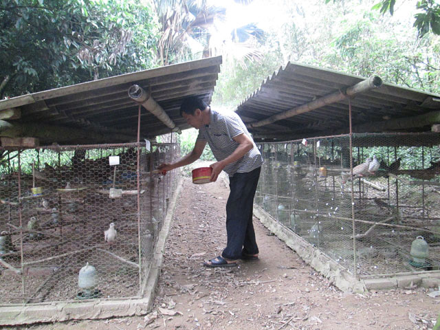 Người đàn ông Sán Dìu thành đại gia nhờ… chim cu gáy hình ảnh 1 nguoi dan ong san diu thanh dai gia nho… chim cu gay hinh anh 1